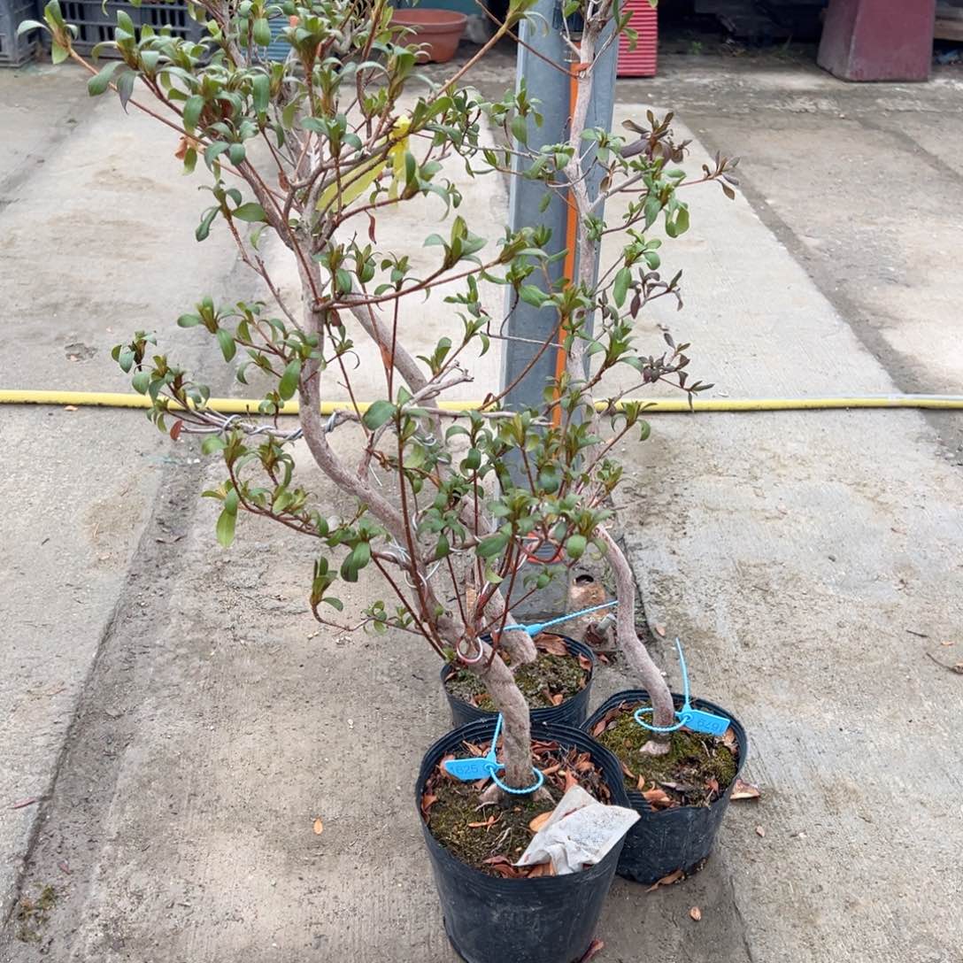 努*努力3颗杜鹃直杆