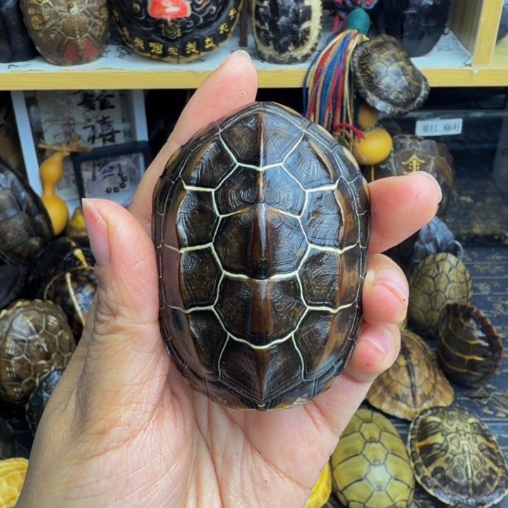 H***D有机玻璃龟甲手把件