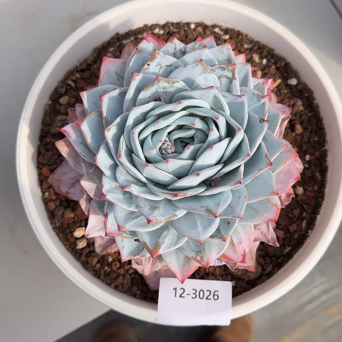 3026雪茶单头多肉植物