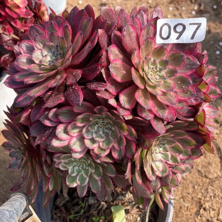 097多肉植物紫霞仙子