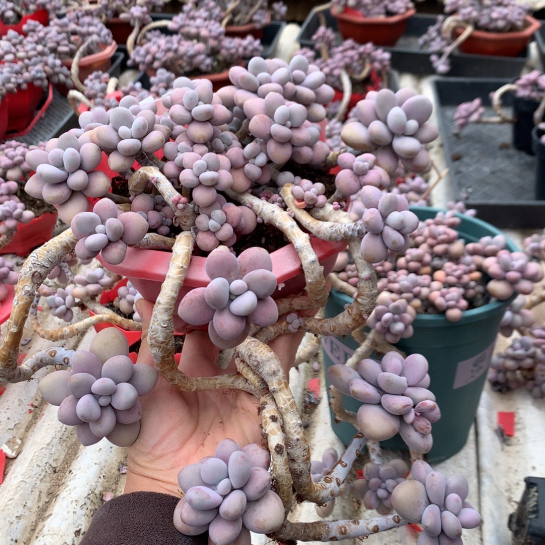 桃蛋老桩不带盆34号