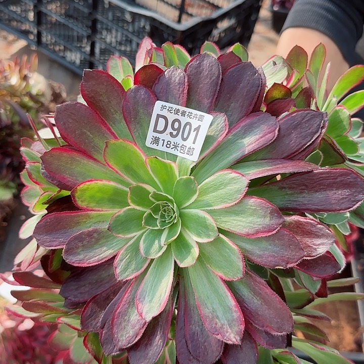 多肉 孔雀翎多肉法师植物