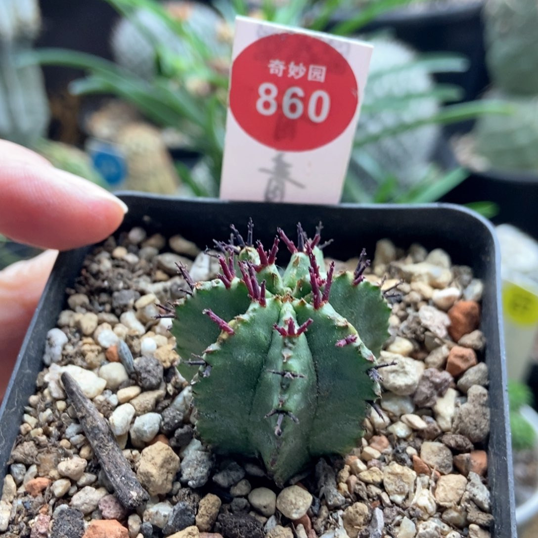 实生强刺落雪魁伟玉3.1cm