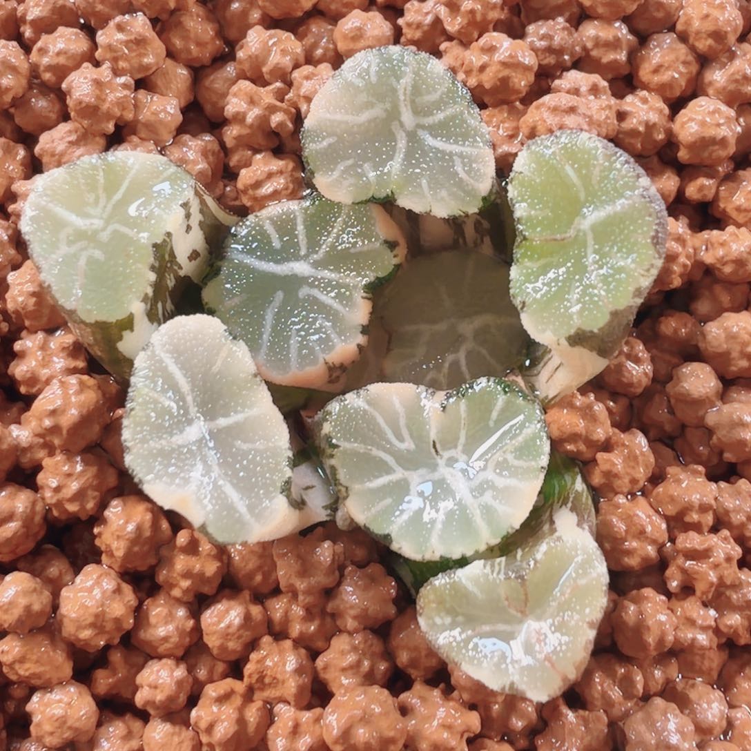 十二卷福利百妙万象锦拉丝