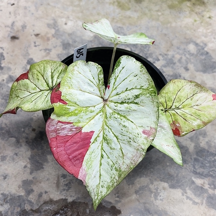 615-0417月亮之上彩叶芋广东现货