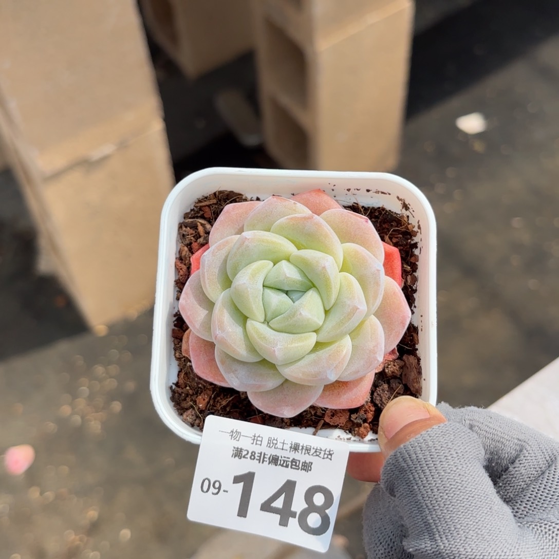 冰玉单头多肉多肉多肉