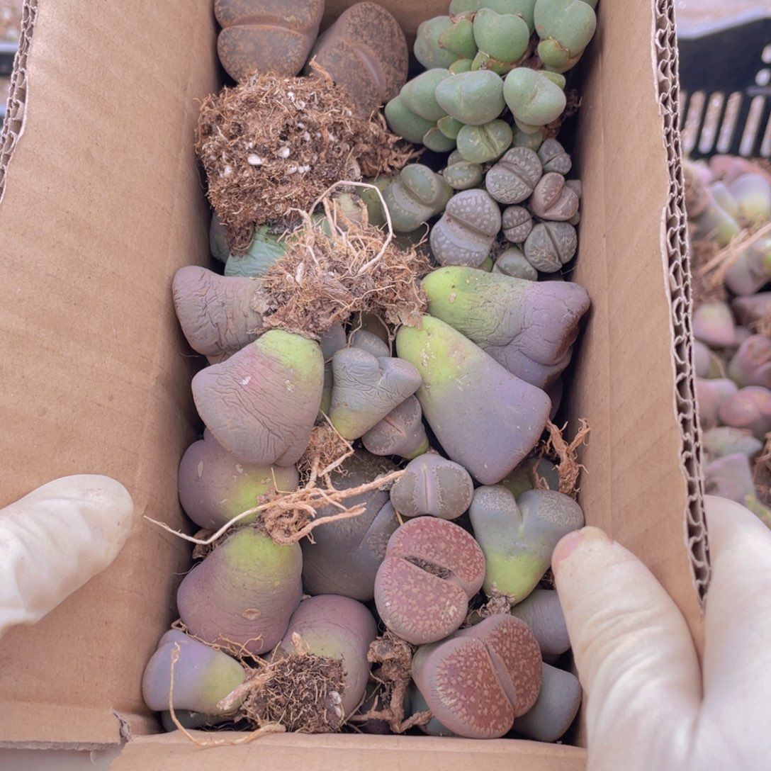 一箱母本88887887778