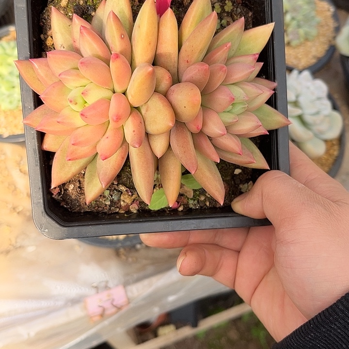 多肉植物米其林271