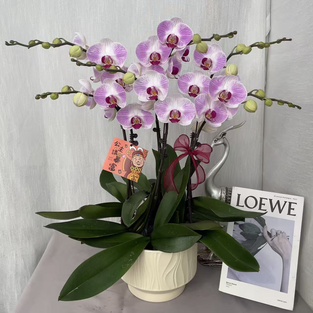 《安妮》精品蝴蝶兰 浅粉色系 轻奢高级 室内花花