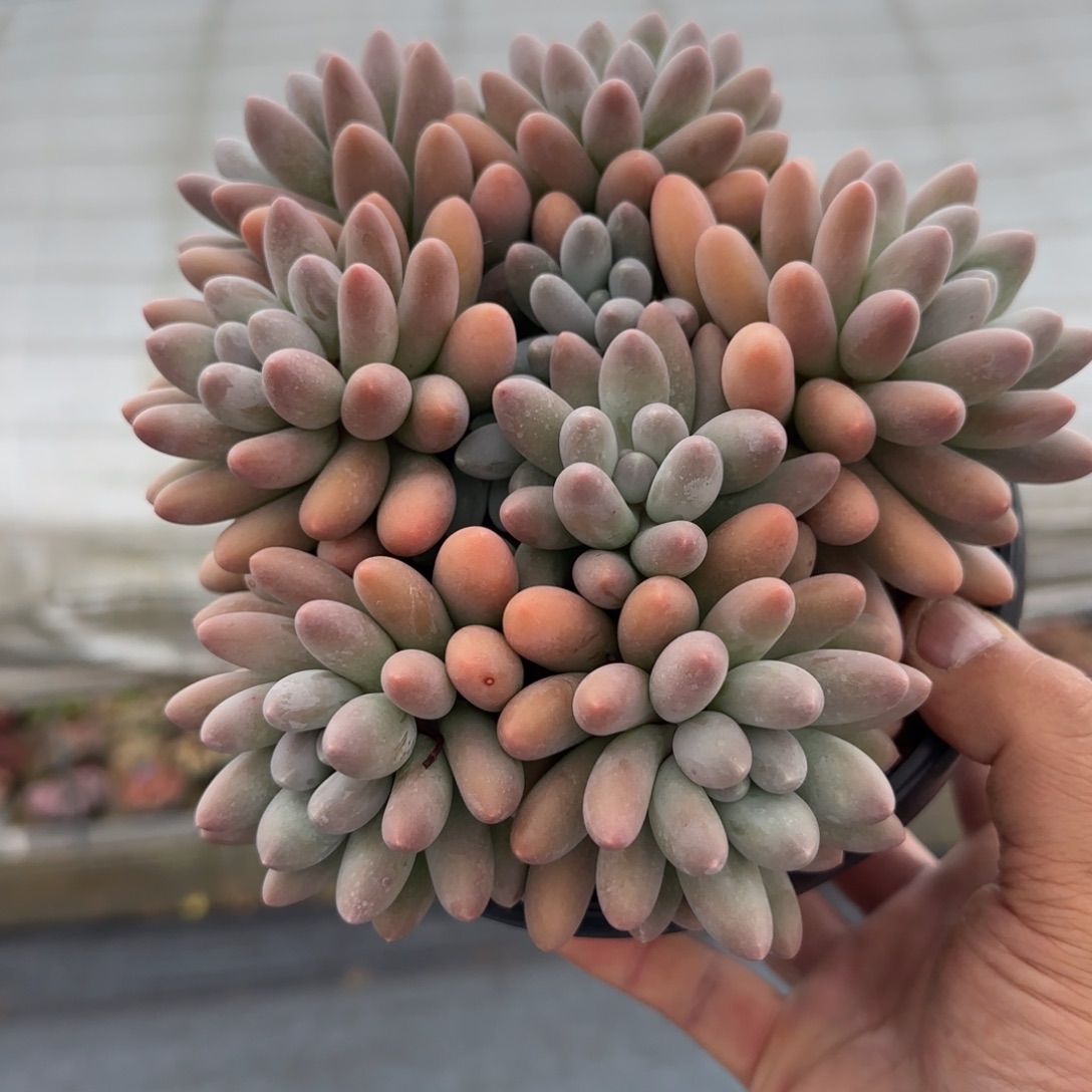 毛***毛多肉植物汤圆系列