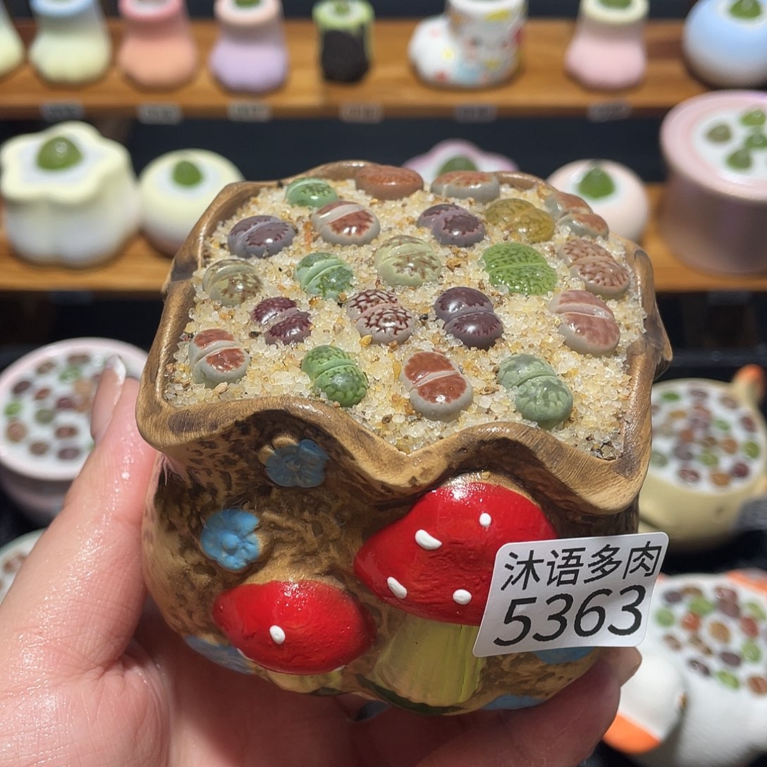 带盆土植物 一物一拍5363