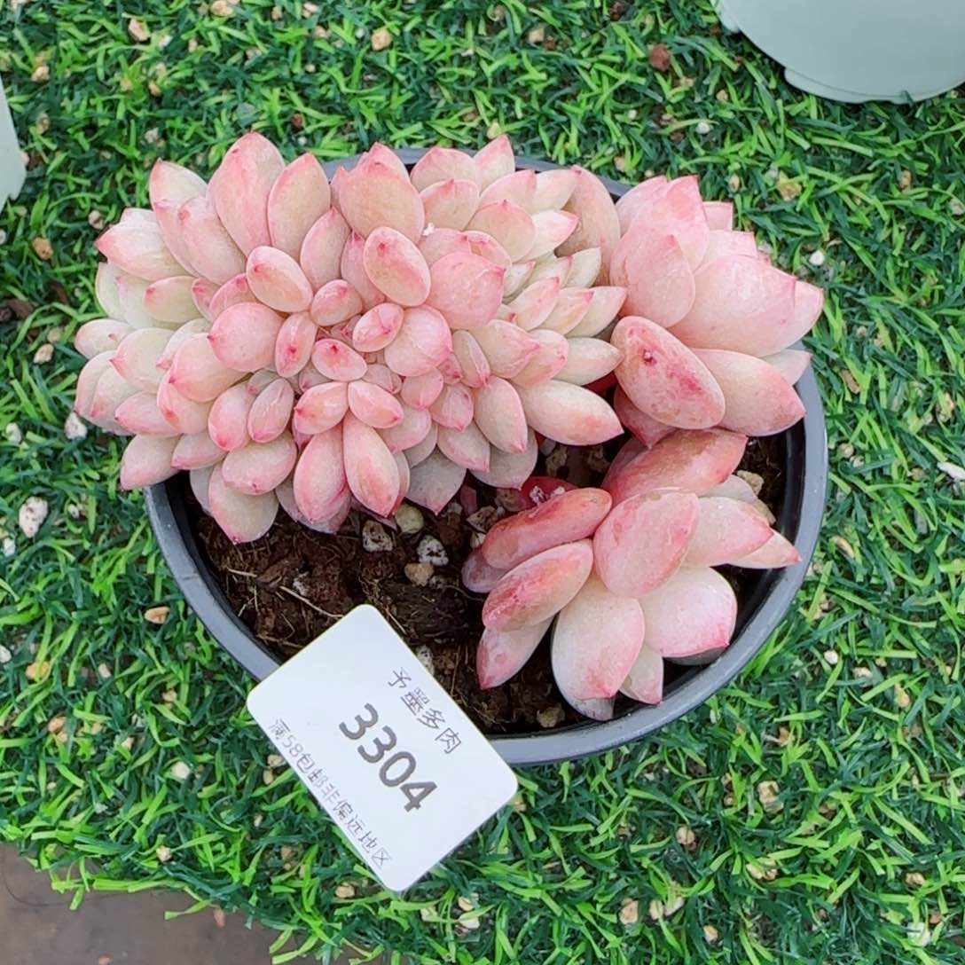 橙子小树缀，3304多肉