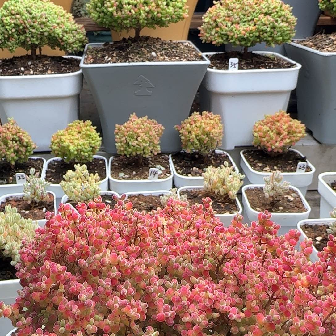 悟*。蜜橘糖球枝干番杏专拍