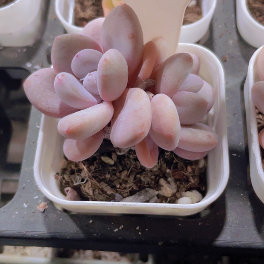 粉兔w060一物一拍