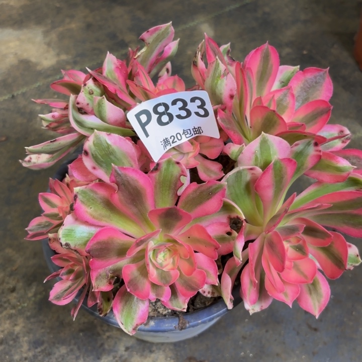 瑞妈多肉植物，833.