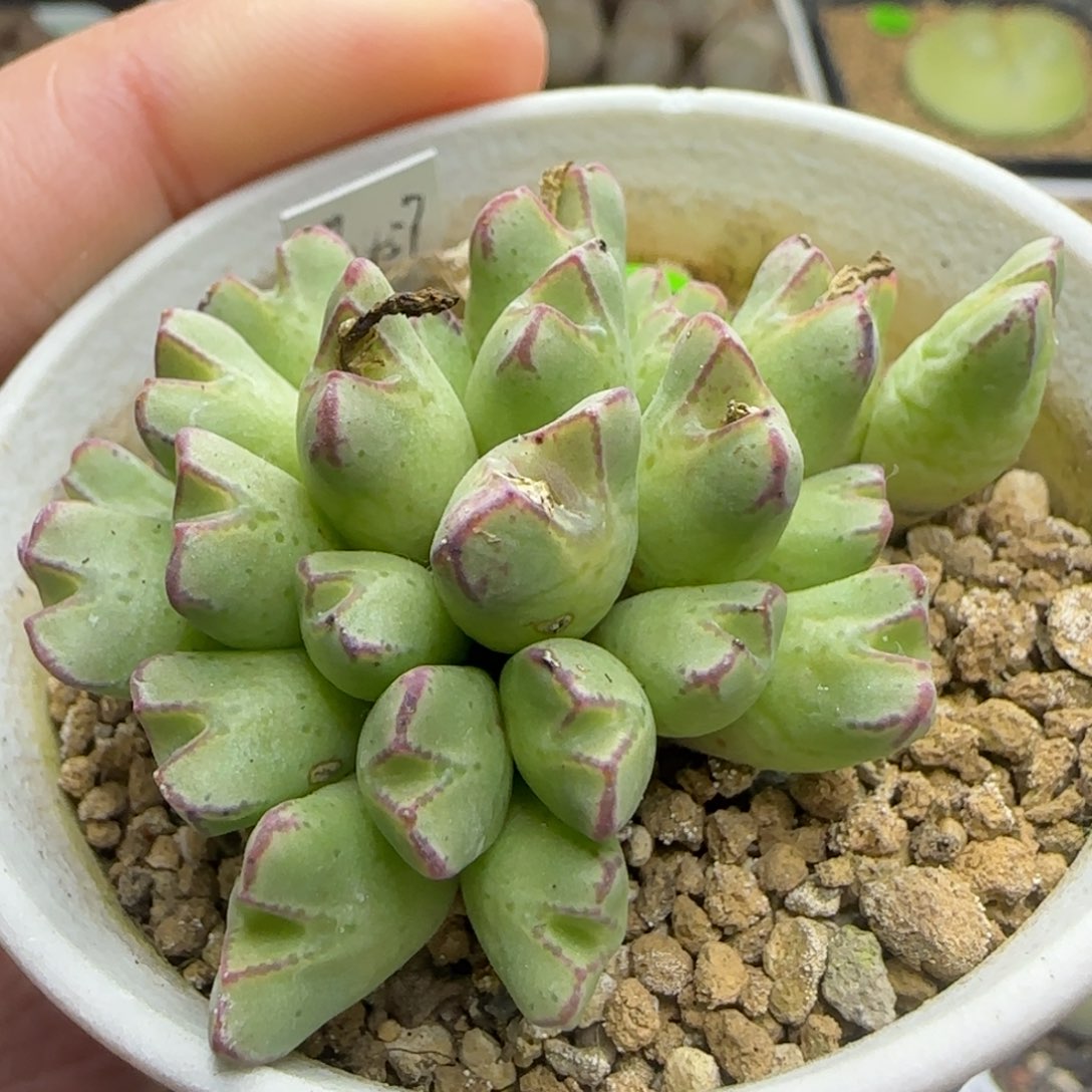 CR1457猪蹄群多肉植物196