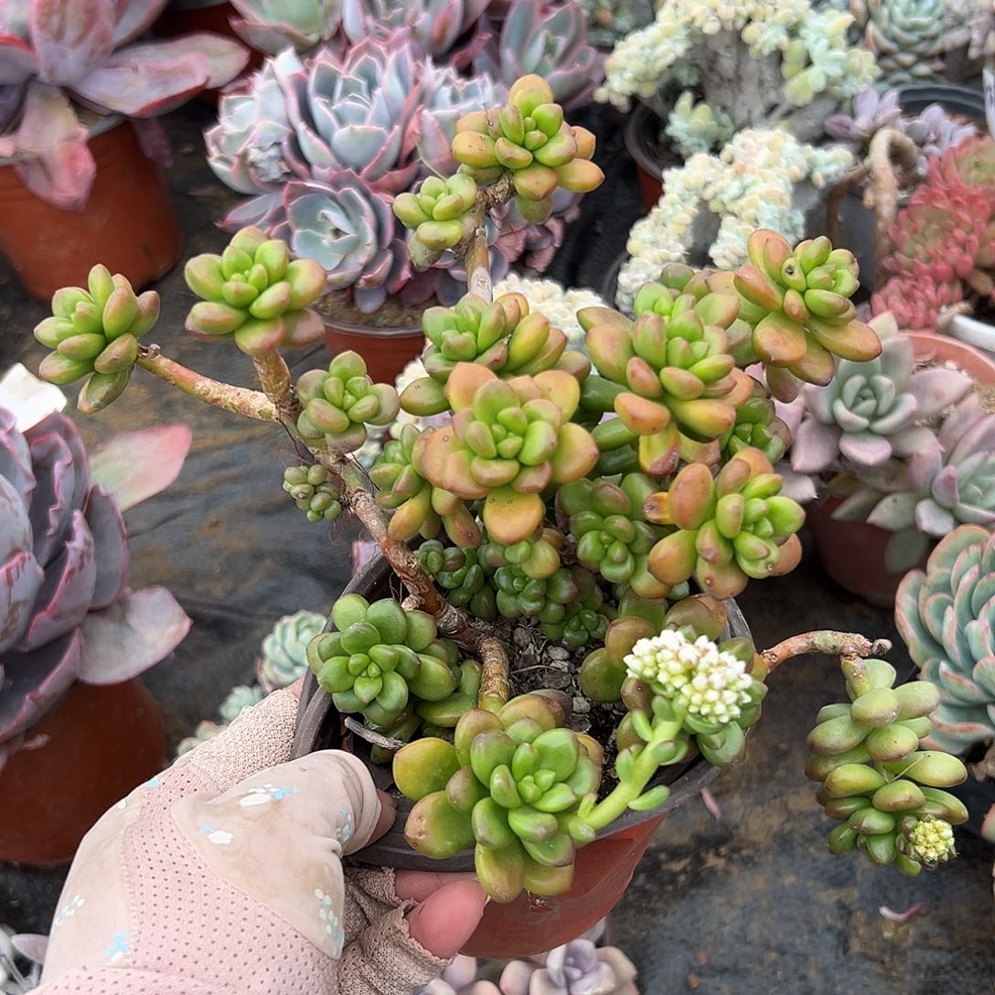 多肉植物多肉植物