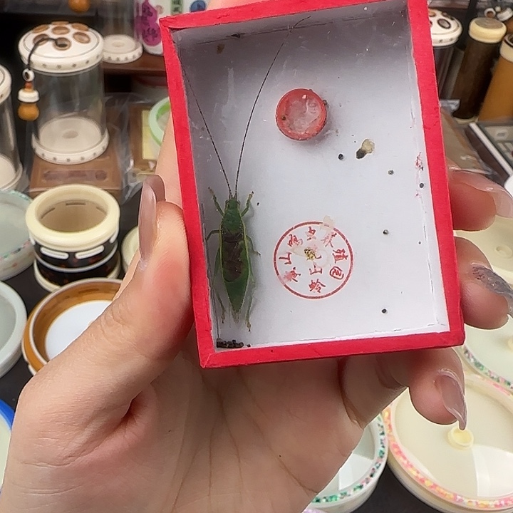 凯***蟋蟀虎山金钟一只