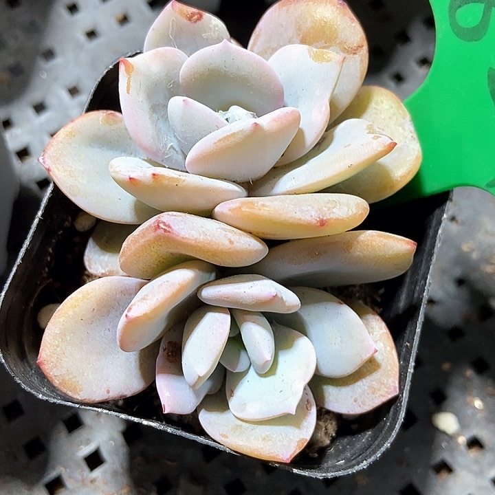 多肉植物奶茶827