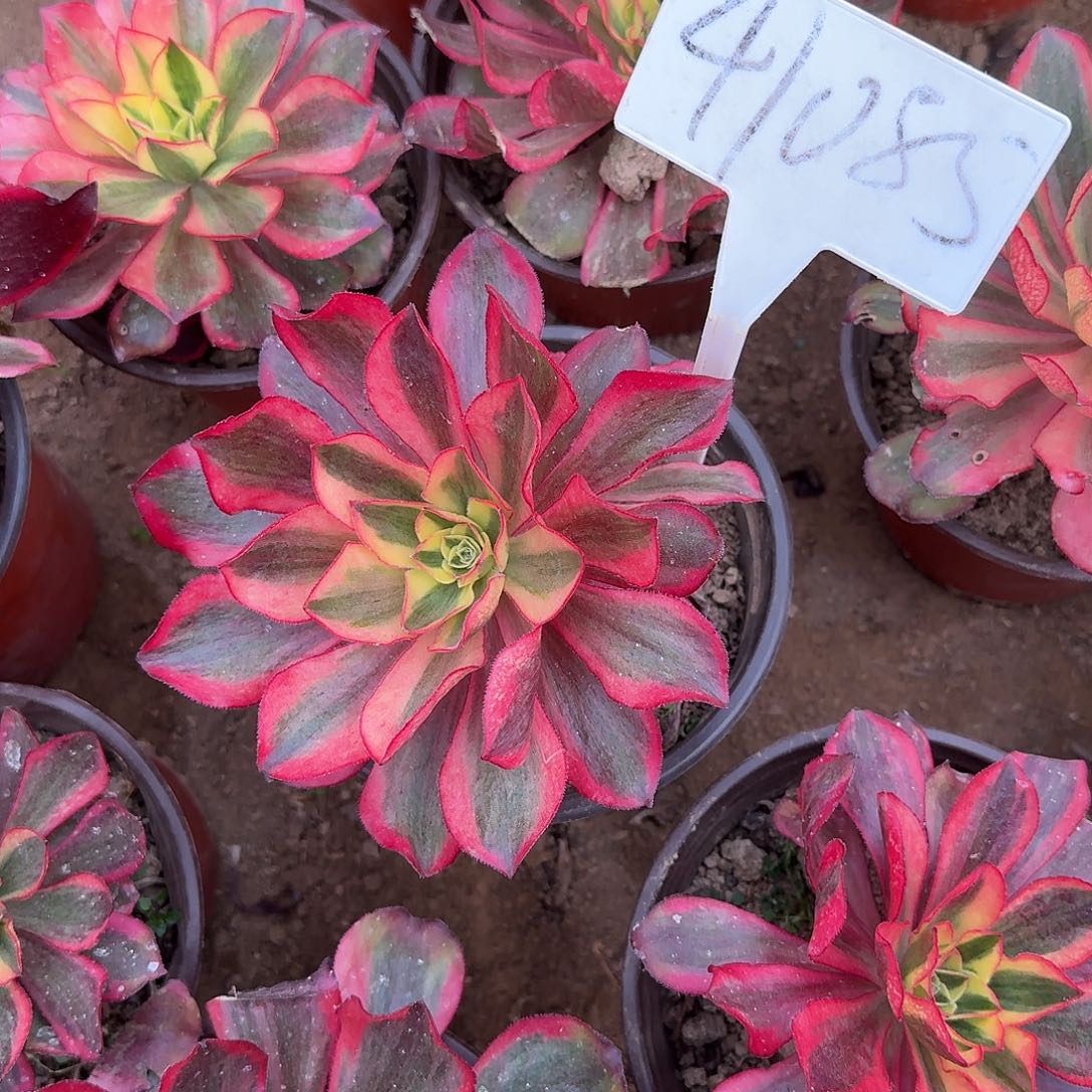 41085魅影多肉法师多肉