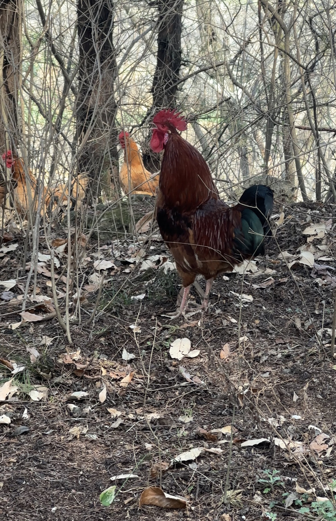 林养跑山鸡3-3.5斤大公鸡走地鸡跑山母鸡土鸡冰冻发货