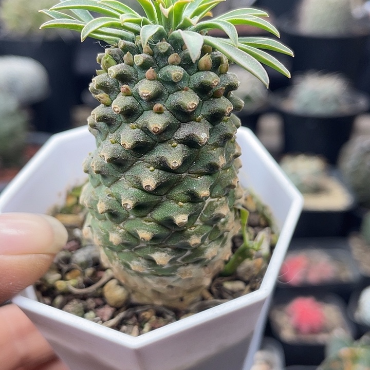 铁甲麒麟带盆发货