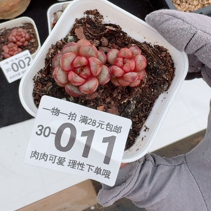 葡萄多肉多肉植物多肉多肉多