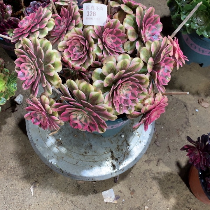328粉同多肉植物