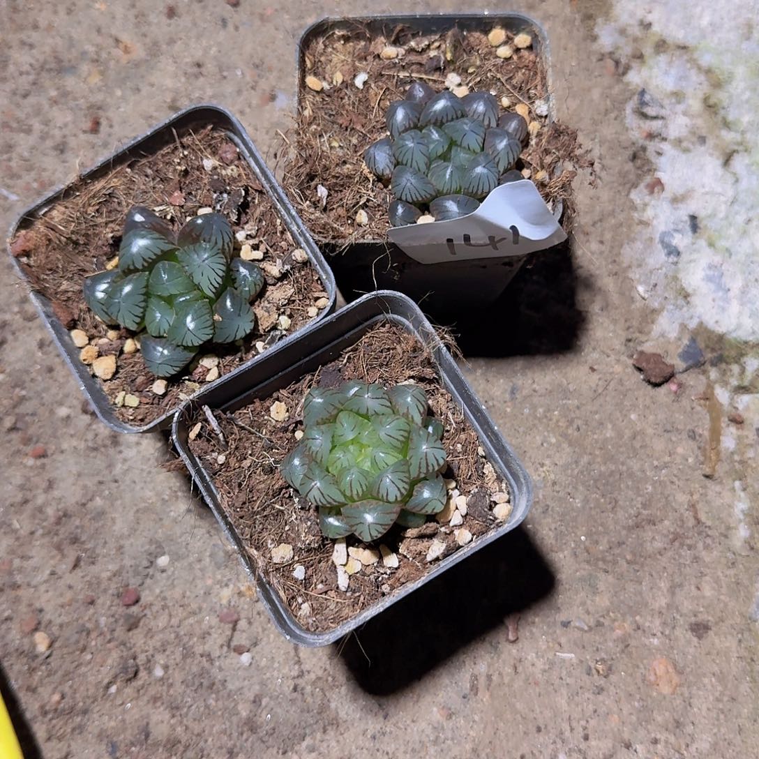 直播福利一物一拍141