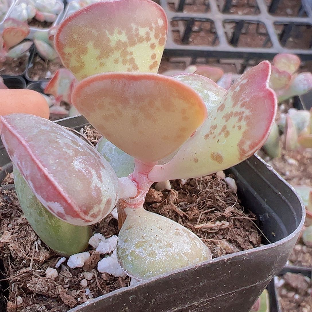 爱心水泡19包邮多肉