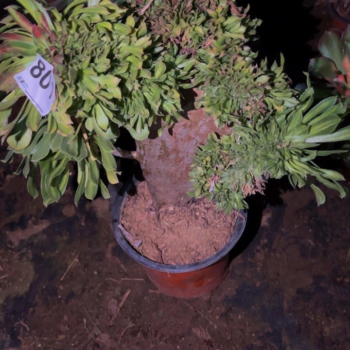 801夕颜多肉植物不售后中班