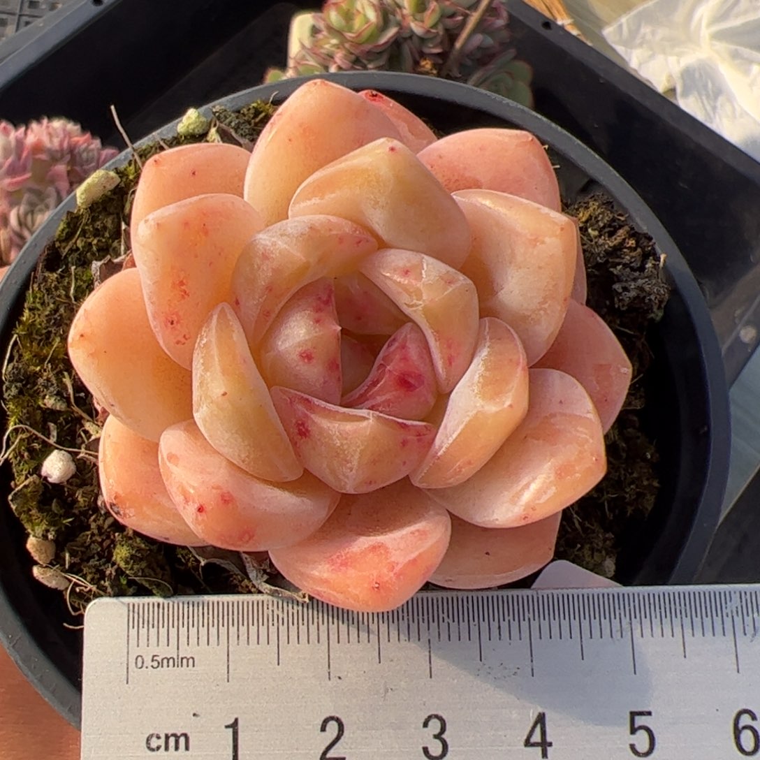 615 多肉植物组合盆栽