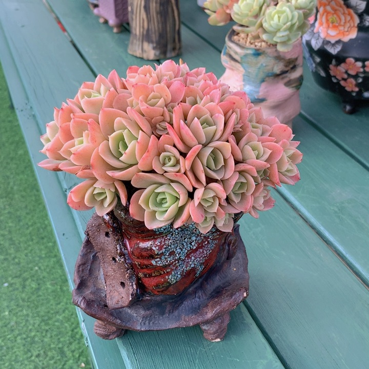 星那塔自然朵朵无砍