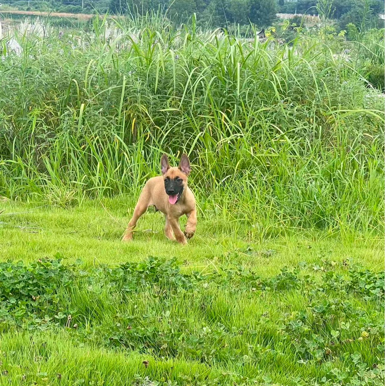 正宗纯种马犬幼犬精品活体狗狗幼犬