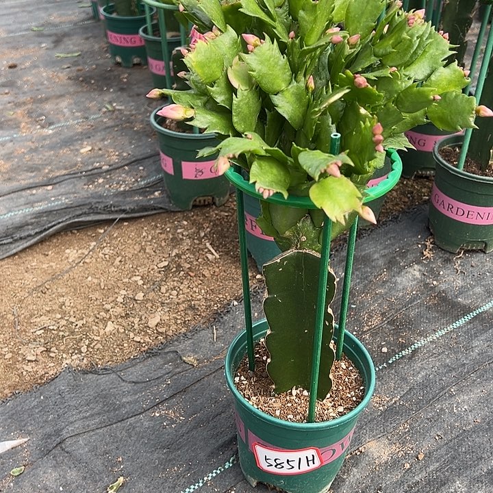 073蟹爪兰尾号5851