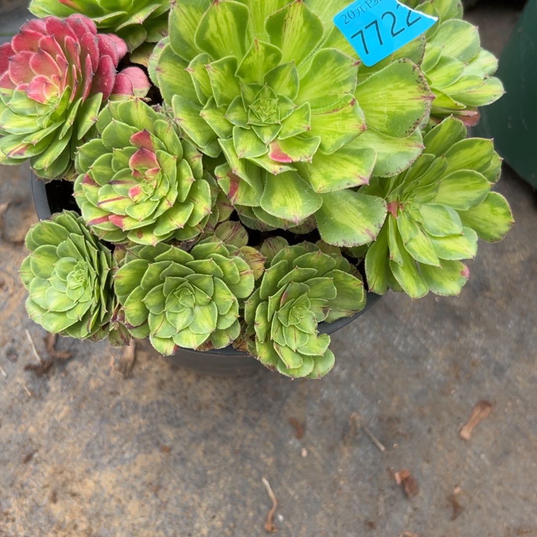 7722知否多肉多肉多肉