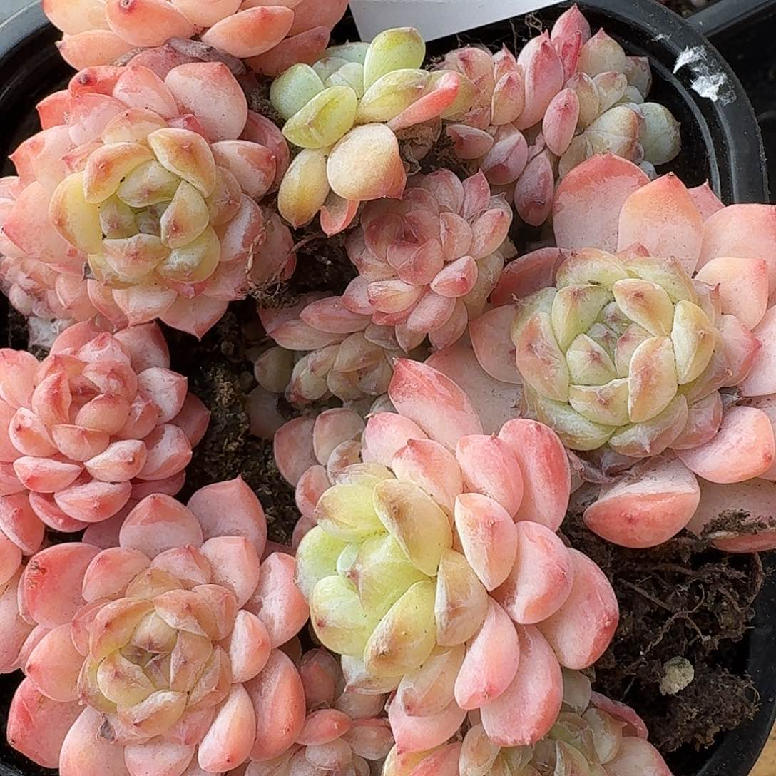 杂交新品珍妮多肉502