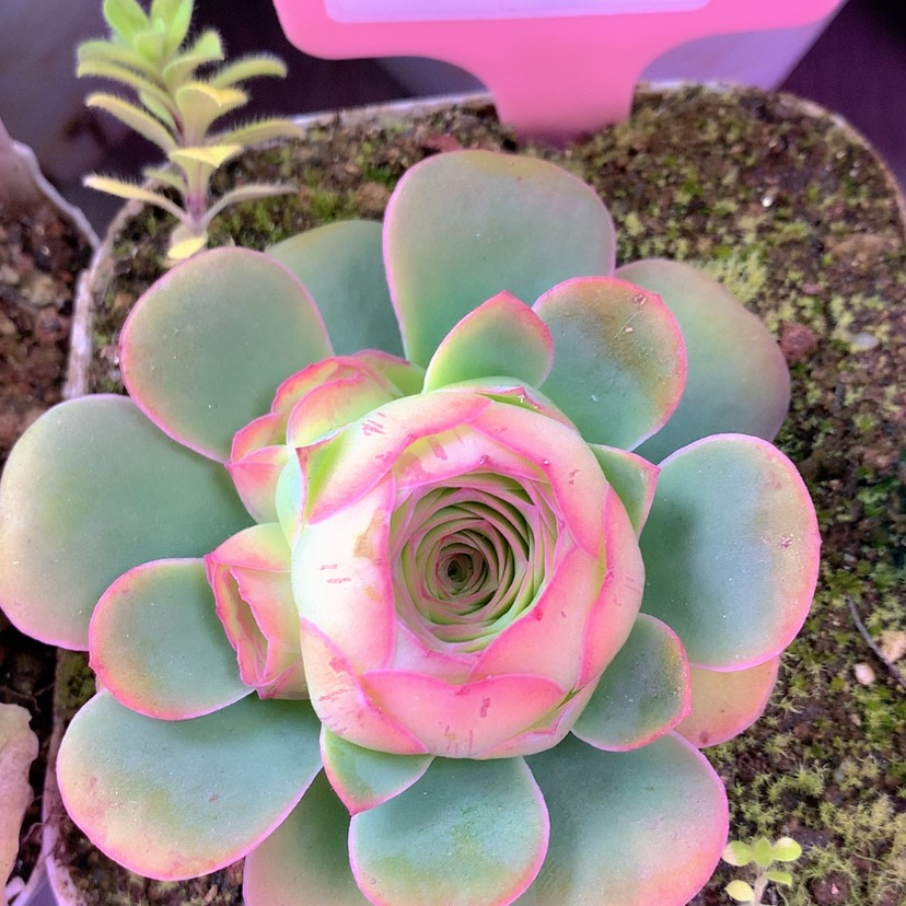 【闪购商品】yjj354