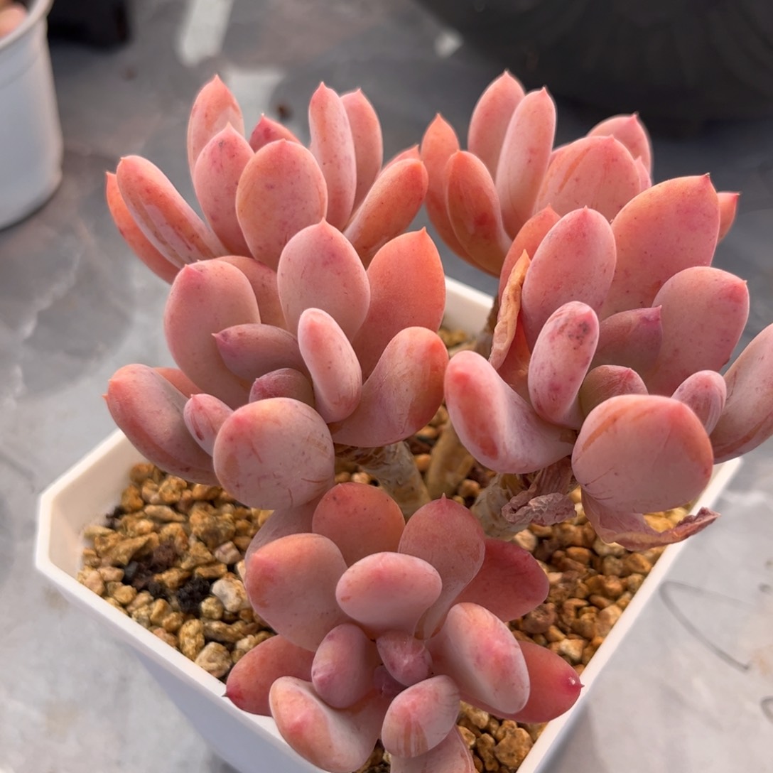 美人杂小老庄满35包邮