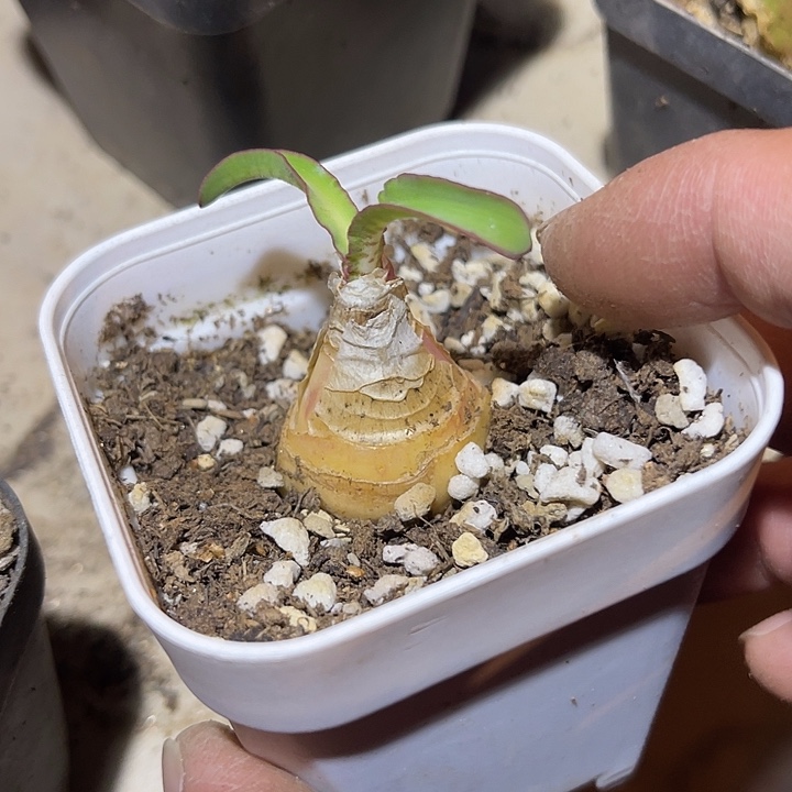 满38包邮2天凑单，脱土晾根发货多肉植物波叶雪莲