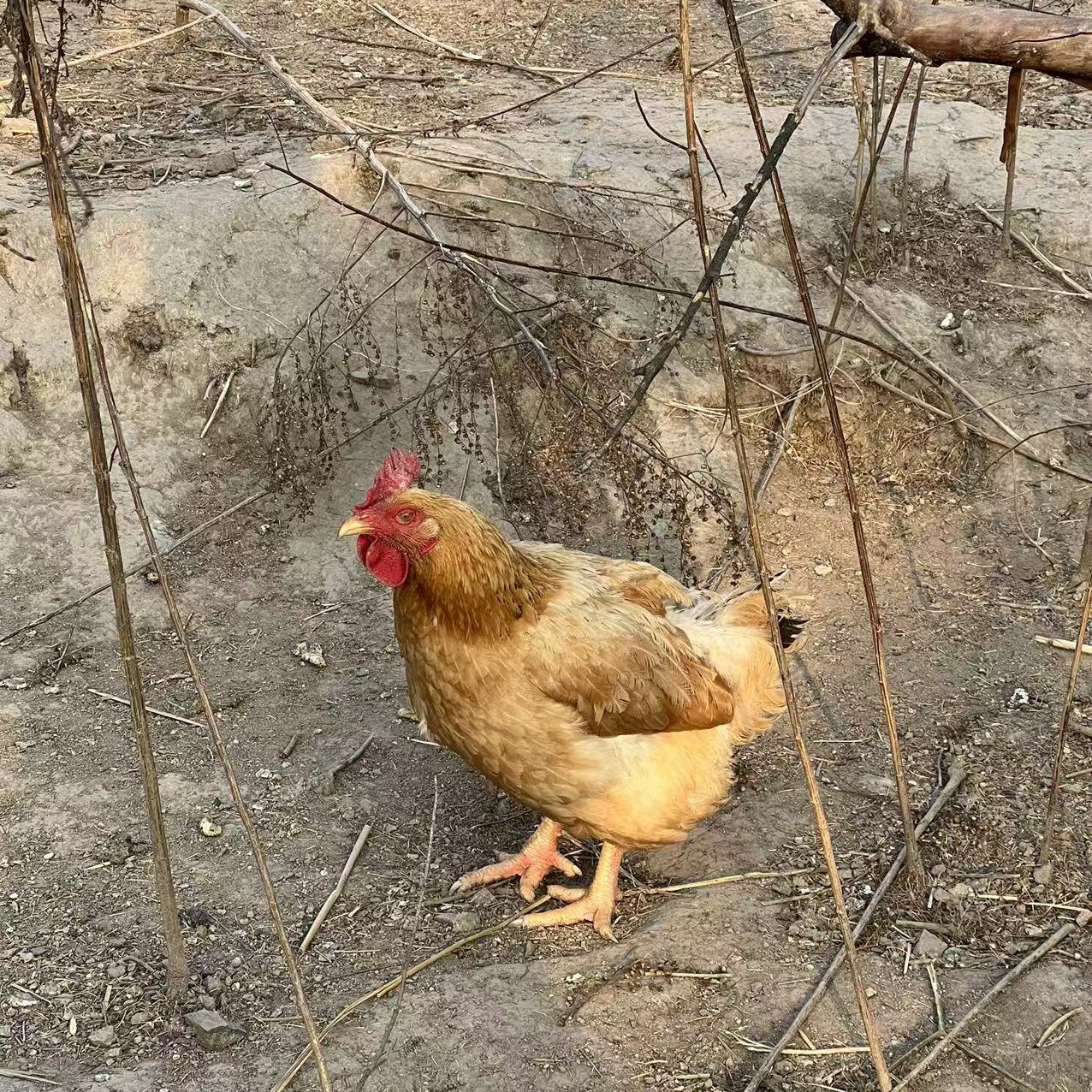 生态养的跑山鸡（母鸡） 一只一称重净重 冷冻好发货