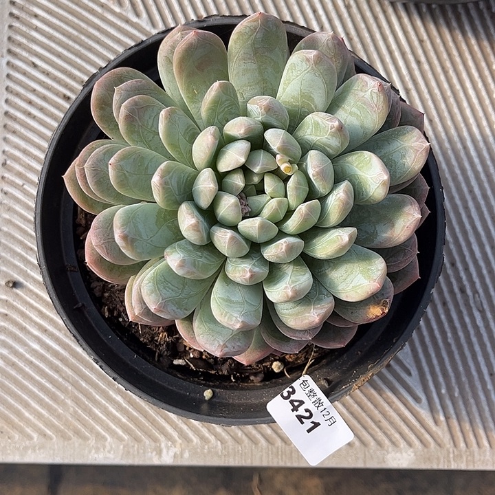 阿雅园艺。        3421百达翡翠