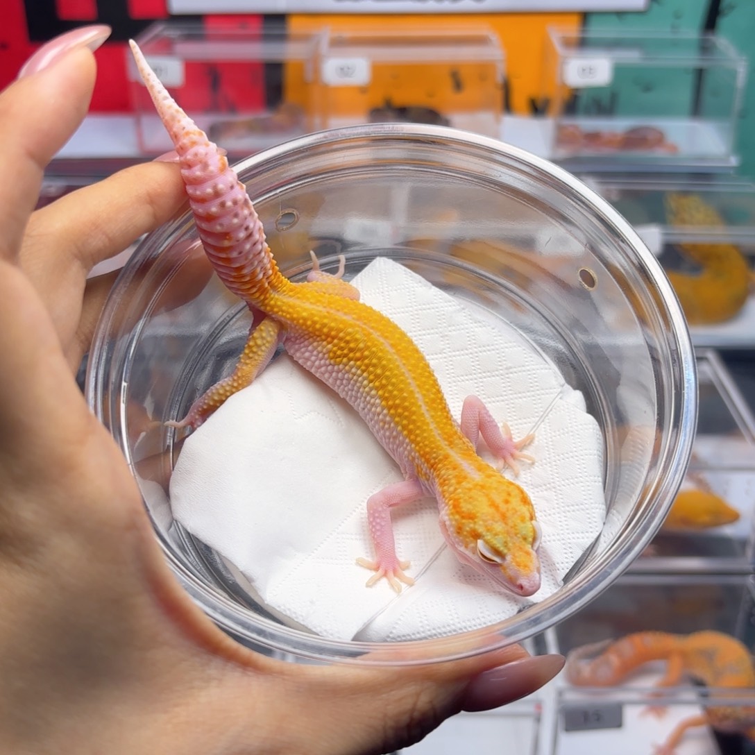 豹纹守宫无纹暴龙 妹妹 N030