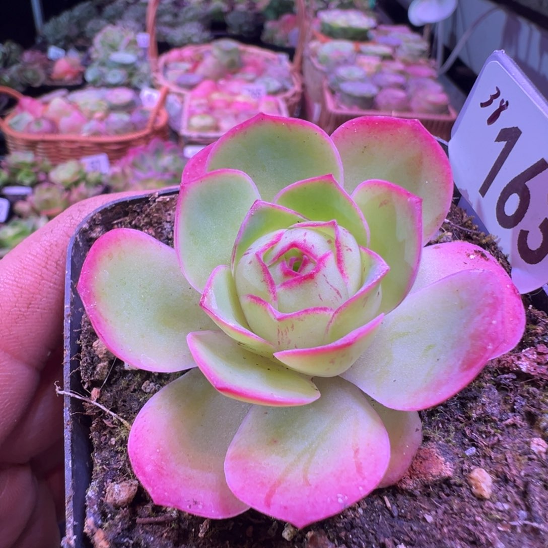 墨雨163山地玫瑰多肉