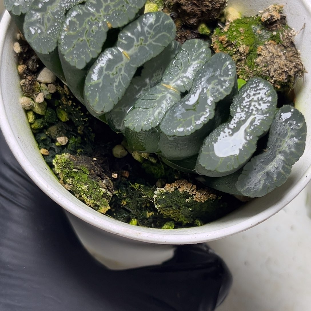 十二卷多肉植物99玉扇