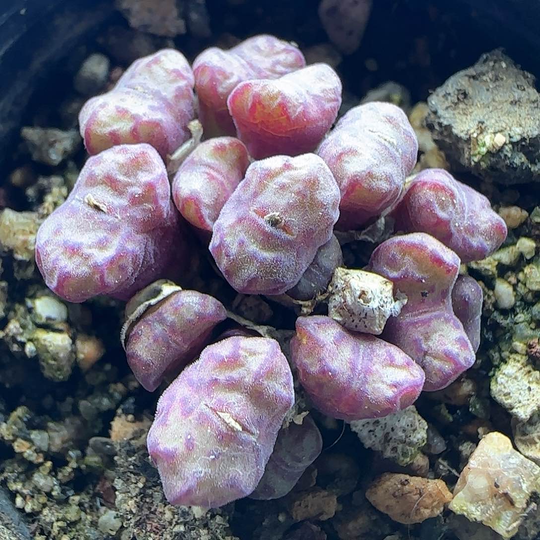 脱土哈哈哈哈哈26798