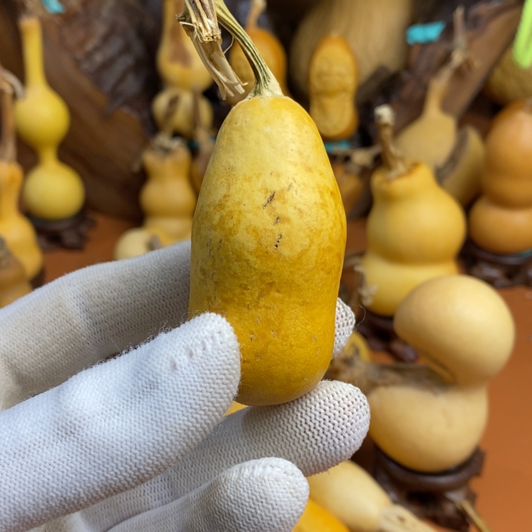 ****啦啦教练咯教练咯教练教练