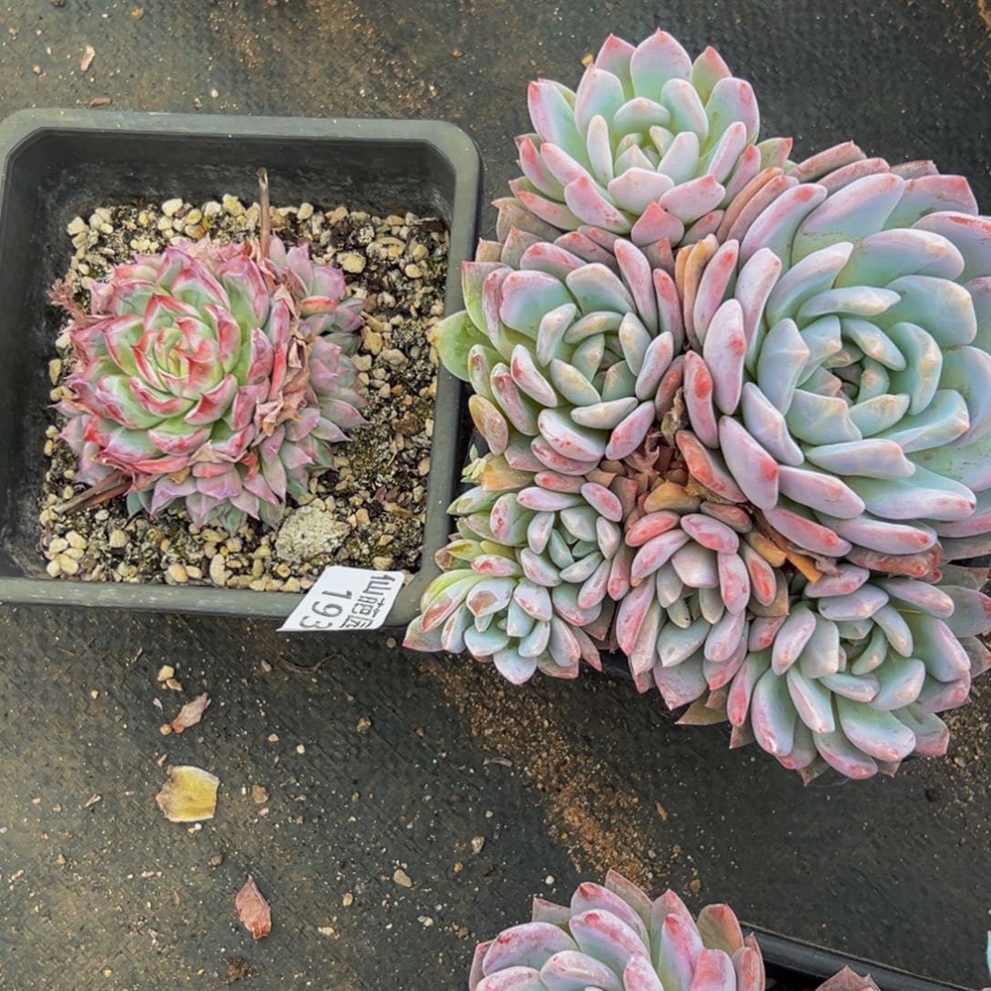 s***k193的人都在用这个词