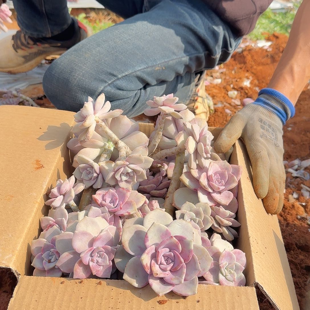 箱拍紫乐多肉轻微断肢不售后看好在拍