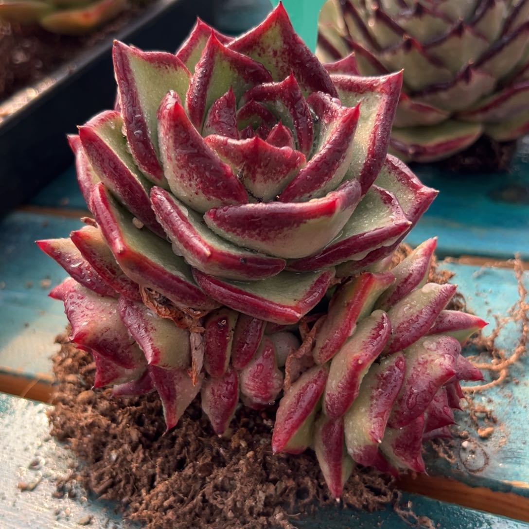 多肉一物一拍0202-86